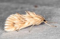 Cynaeda dentalis