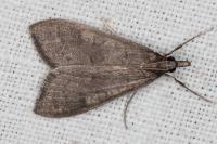 Mecyna asinalis