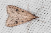 Udea numeralis