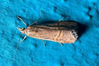 Euchromius ocellea