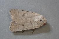 Caradrina selini