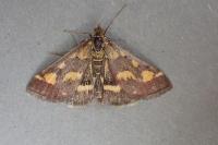 Pyrausta purpuralis