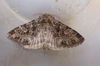 Pachetra sagittigera