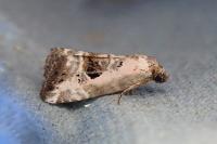 Elaphria venustula