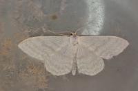 Idaea subsericeata