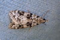 Eudonia delunella