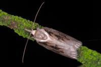 Nycteola revayana