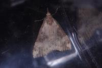 Hypena obsitalis