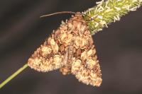 Conisania luteago olbiena