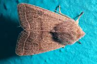 Orthosia cerasi
