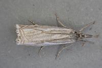 Crambus lathoniellus