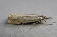 Crambus lathoniellus