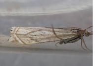 Crambus lathoniellus