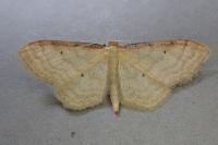 Idaea humiliata