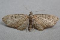 Eupithecia vulgata