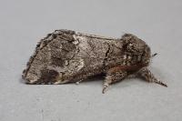 Drymonia querna