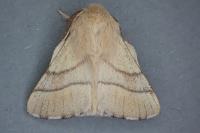 Malacosoma neustria