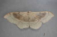 Idaea degeneraria