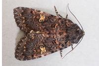Melanchra persicariae