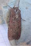 Peridroma saucia