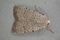 Caradrina flavirena