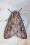 Polia bombycina