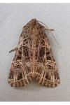 Sideridis reticulata