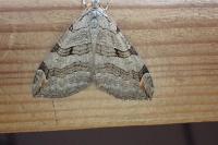 Aplocera plagiata
