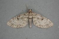 Eupithecia tantillaria
