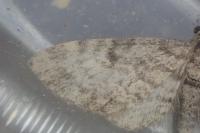 Eupithecia tantillaria