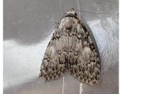 Meganola strigula