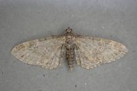 Eupithecia vulgata