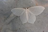 Jodis lactearia