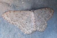 Scopula marginepunctata