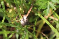 Macroglossum stellatarum