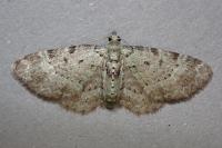 Pasiphila debiliata
