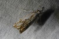 Catoptria falsella