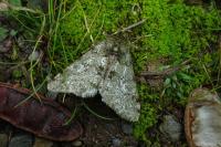 Phigalia pilosaria