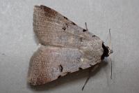 Lygephila craccae