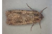 Peridroma saucia