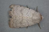 Hoplodrina respersa