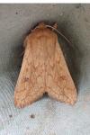 Mythimna vitellina