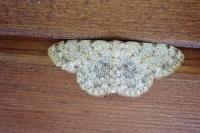 Scopula rufomixtaria