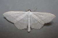 Scopula subpunctaria