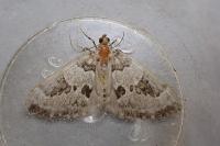 Thera vetustata