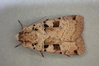 Xestia triangulum