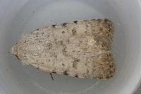 Caradrina clavipalpis