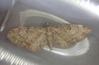 Eupithecia subfuscata