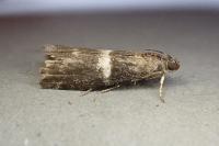 Elegia similella