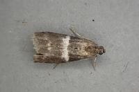 Elegia similella